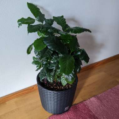 Arabica Coffee Tree