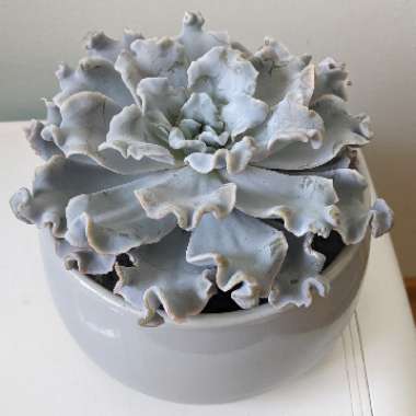 Echeveria ‘Crispate Beauty'