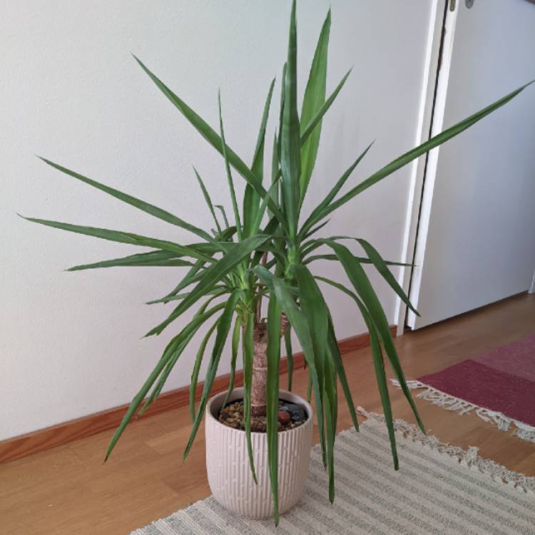 plant image 1698864