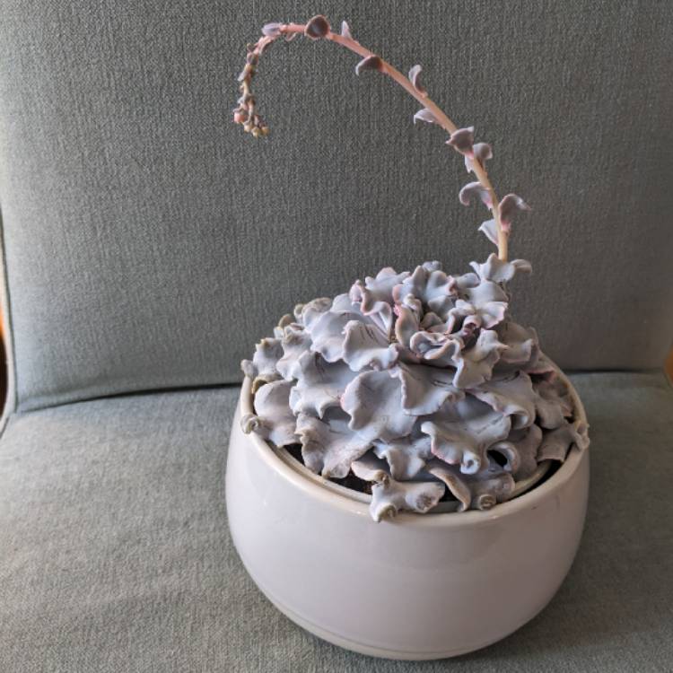 plant image 1700893 plant image 1700893