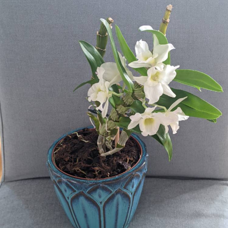 plant image 1700910 plant image 1700910
