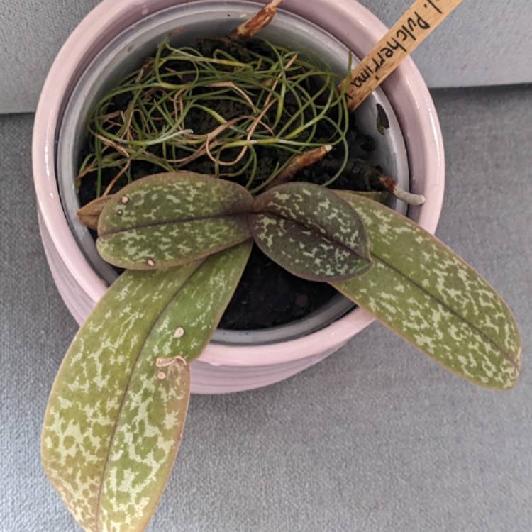 plant image 1700916 plant image 1700916