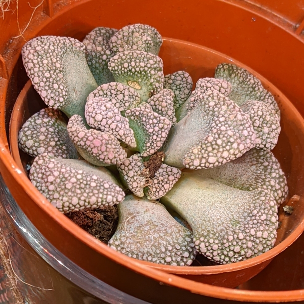Plant image Titanopsis Calcarea (Living Jewel)