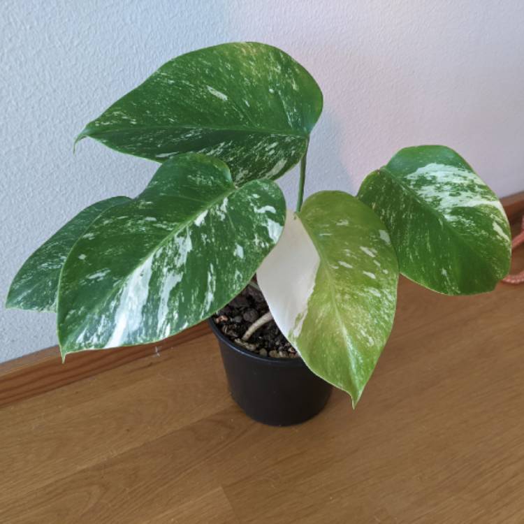plant image 1701052 plant image 1701052