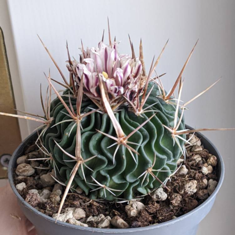 plant image 1701230 plant image 1701230