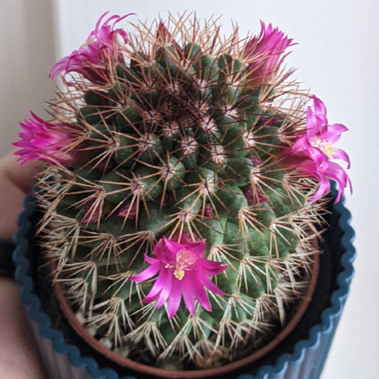 plant image 1701232 plant image 1701232