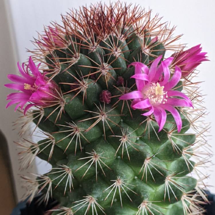 plant image 1701233 plant image 1701233