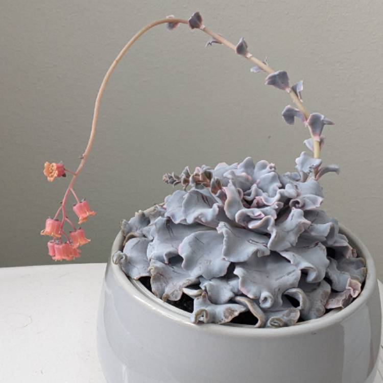 plant image 1702519 plant image 1702519