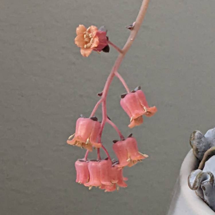plant image 1702520 plant image 1702520