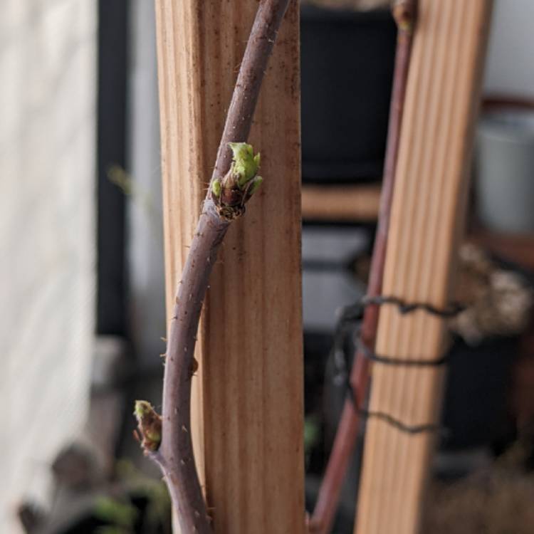 plant image 1702952