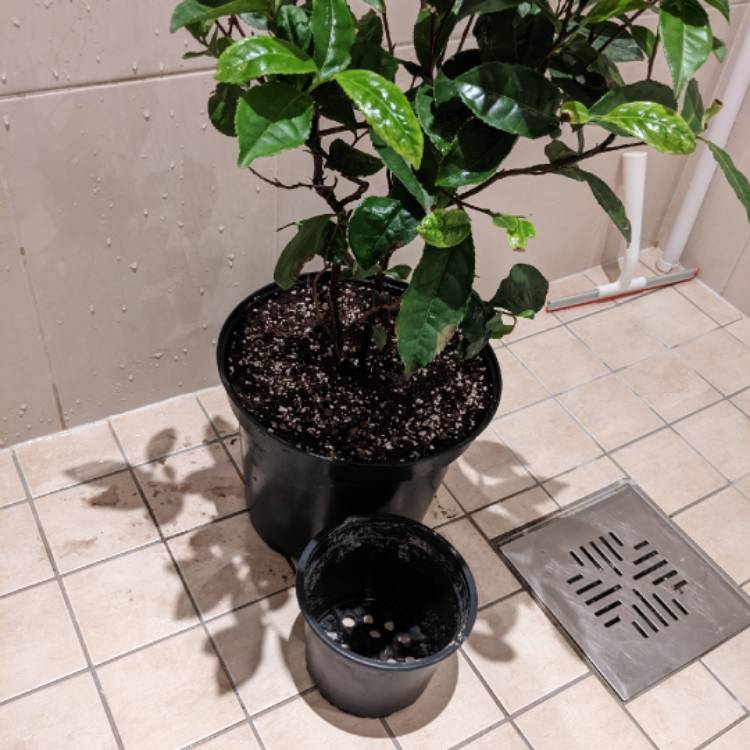 plant image 1706169 plant image 1706169