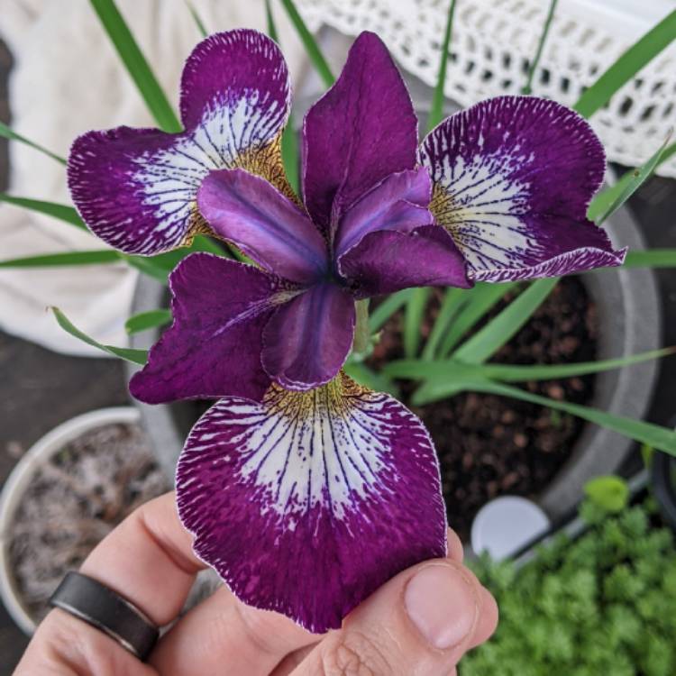 plant image 1708207