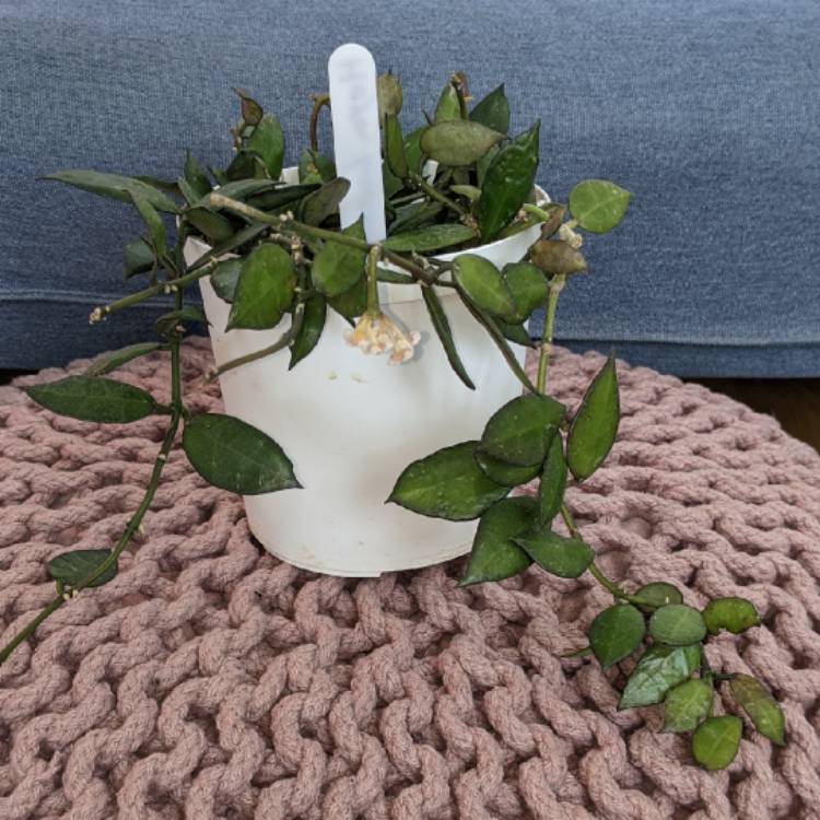 plant image 1723076 plant image 1723076