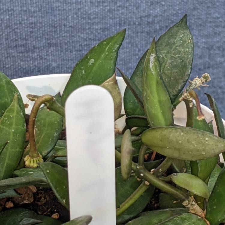 plant image 1723078 plant image 1723078