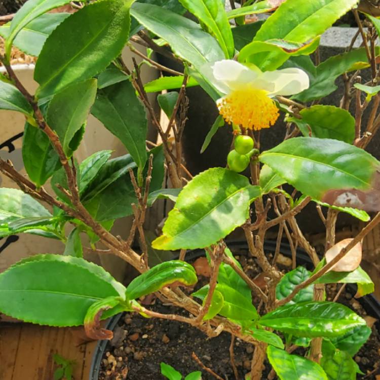 plant image 1724293 plant image 1724293