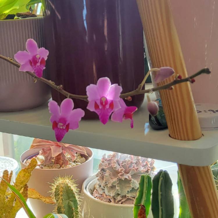 plant image 1725073 plant image 1725073