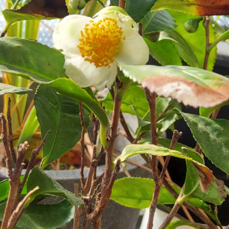 plant image 1725075 plant image 1725075