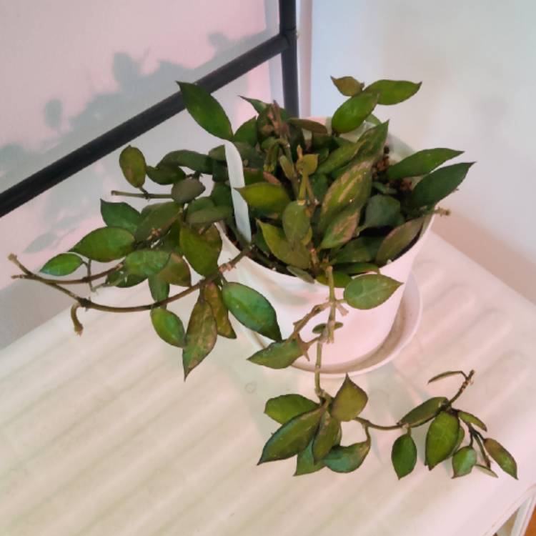 plant image 1725382 plant image 1725382