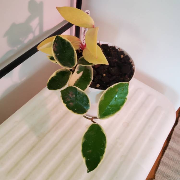 plant image 1725384 plant image 1725384
