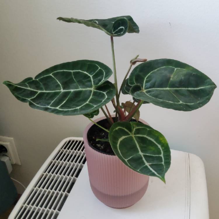 plant image 1725552 plant image 1725552