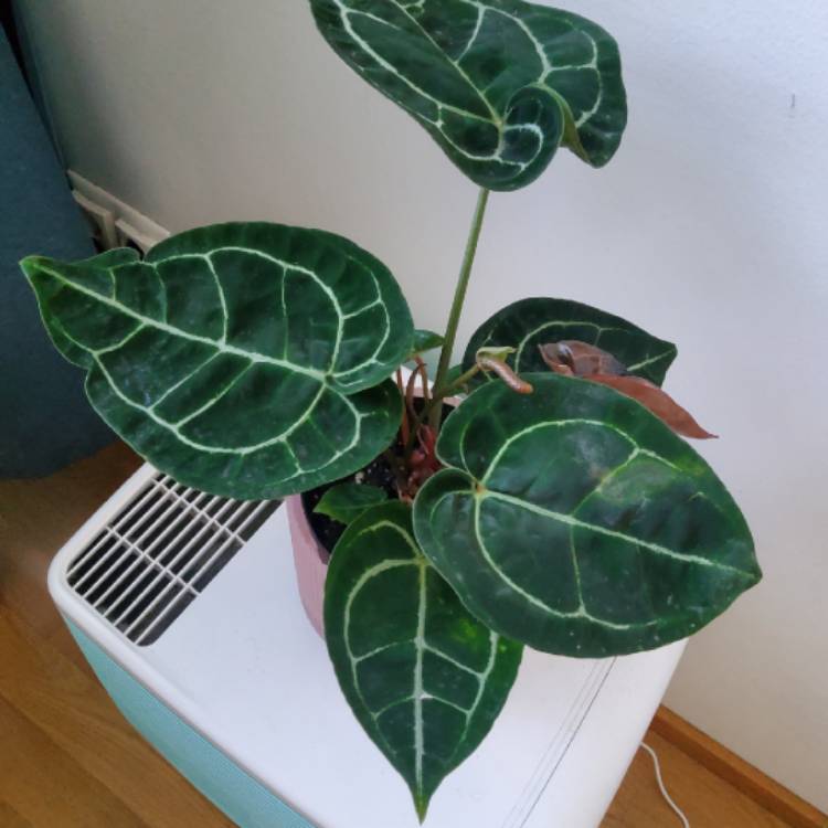plant image 1725553 plant image 1725553