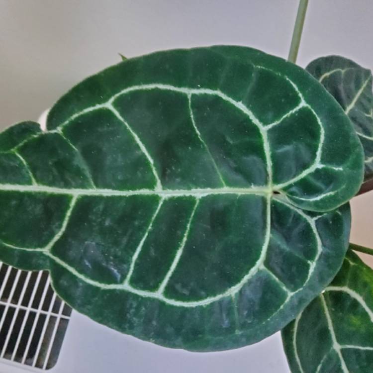 plant image 1725554 plant image 1725554