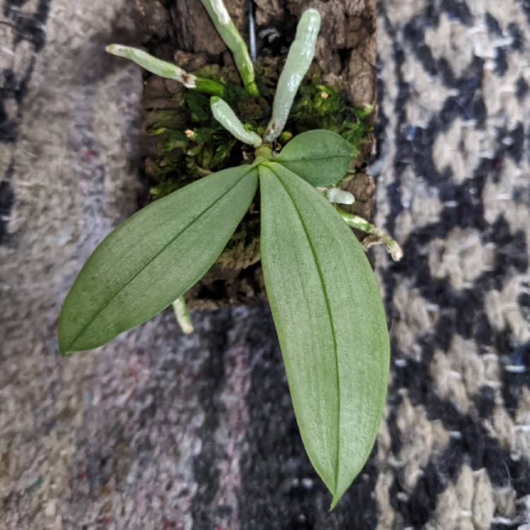 plant image 1726623