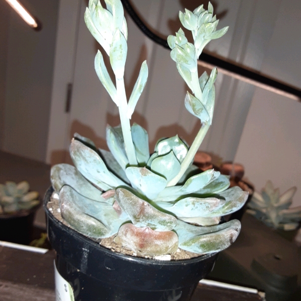 Plant image Echeveria Gilva