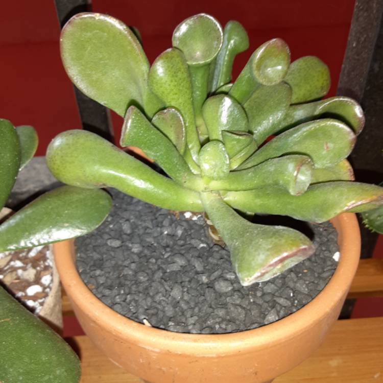 Plant image Crassula Ovata 'Gollum'