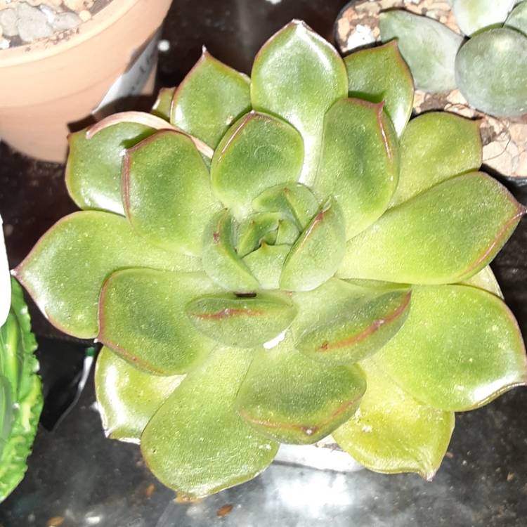 plant image 1322199