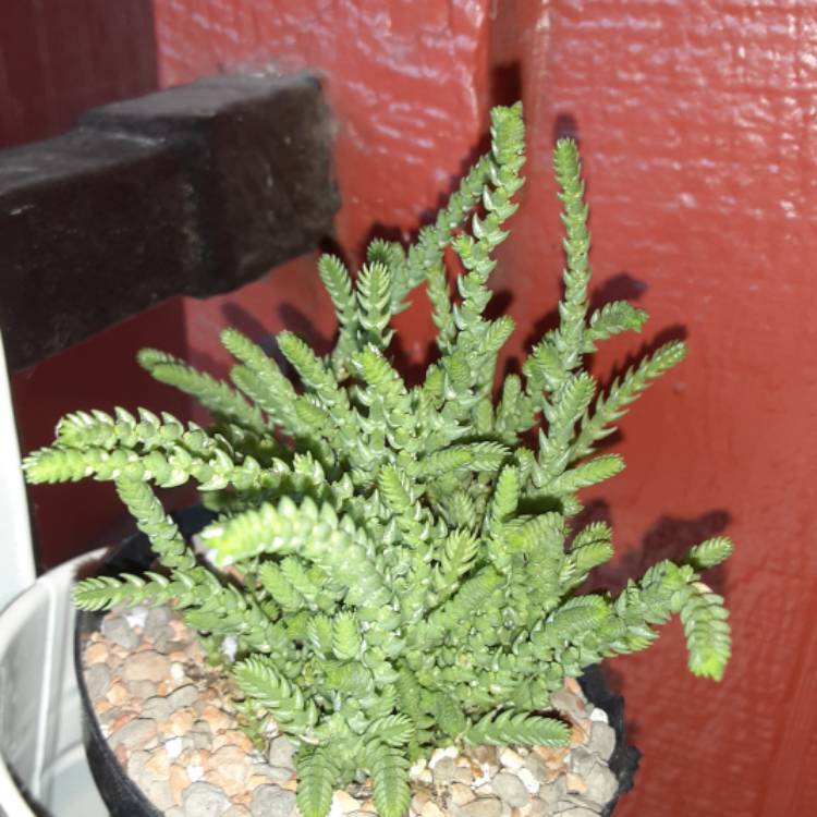 Plant image Crassula muscosa var. variegata