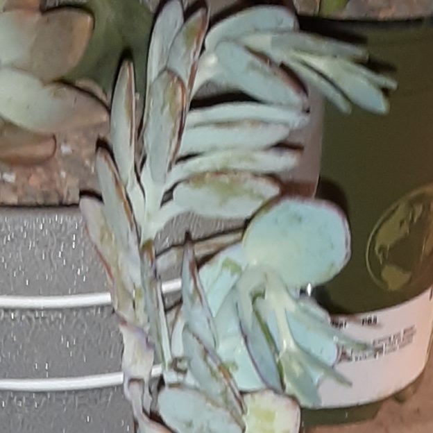 plant image 1340424