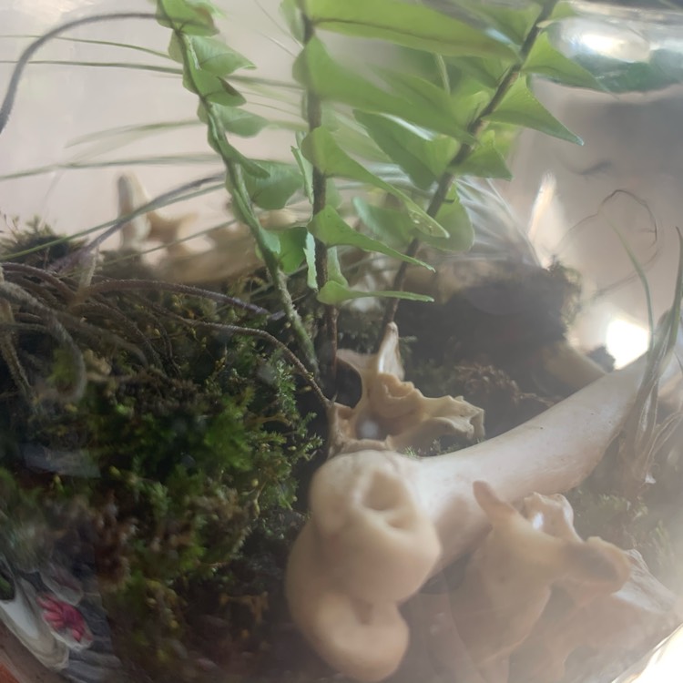 Plant image Tillandsia recurvata