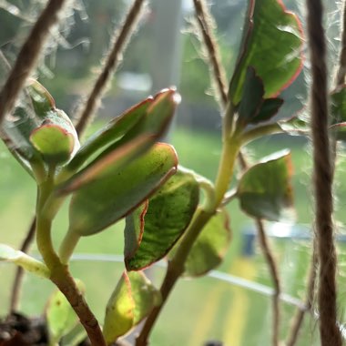 Kalanchoe Fedtschenkoi