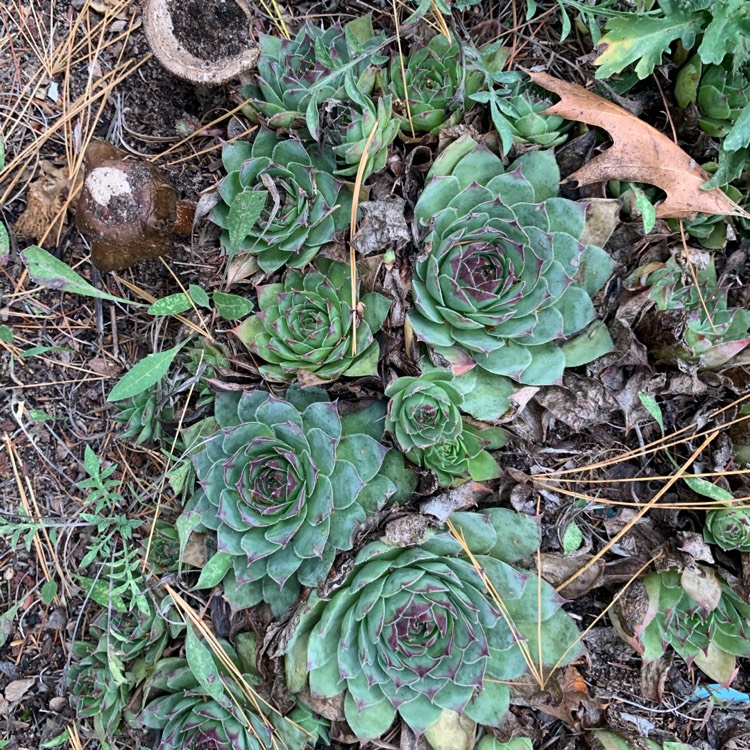 Plant image Sempervivum Tectorum Boutignyanum