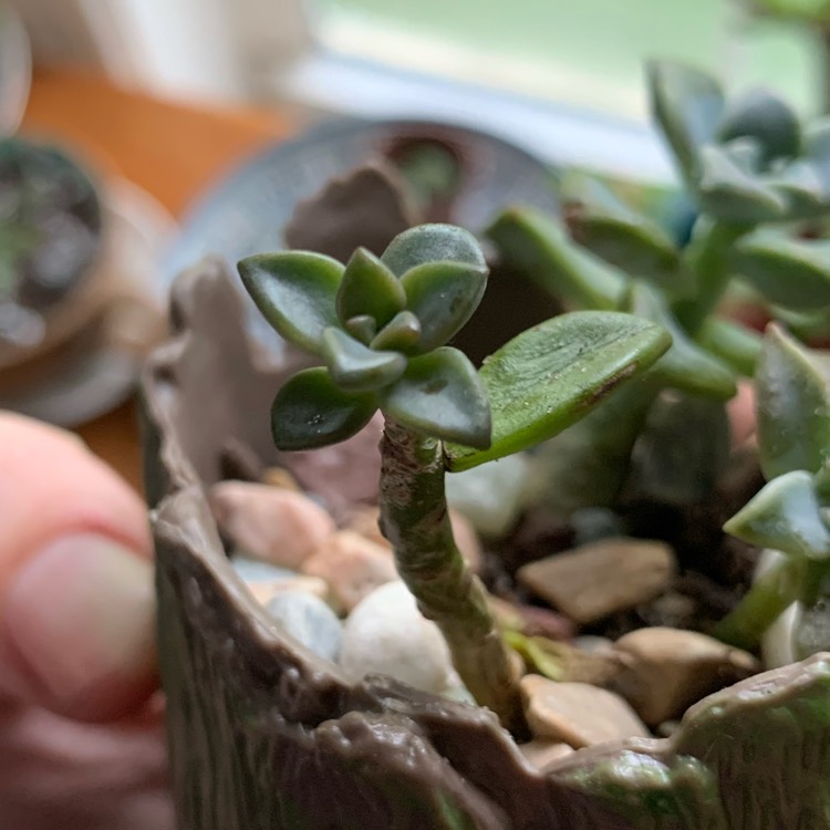 plant image 1402102