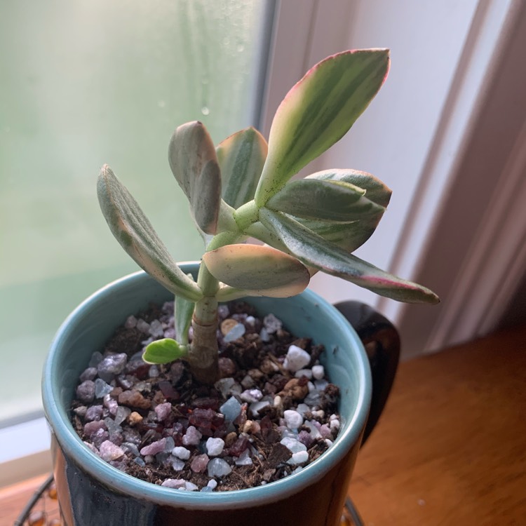Plant image Crassula ovata 'Tricolor'