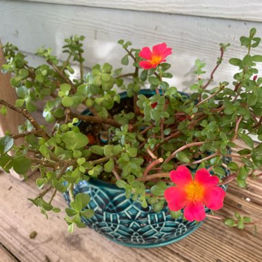 Portulaca 'Everbloom (Mix)