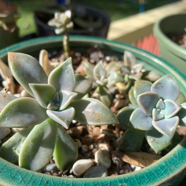 Ghost Plant