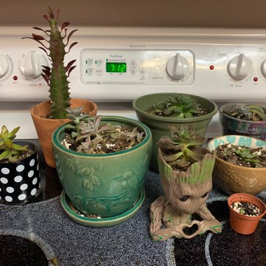 Jenna's garden
