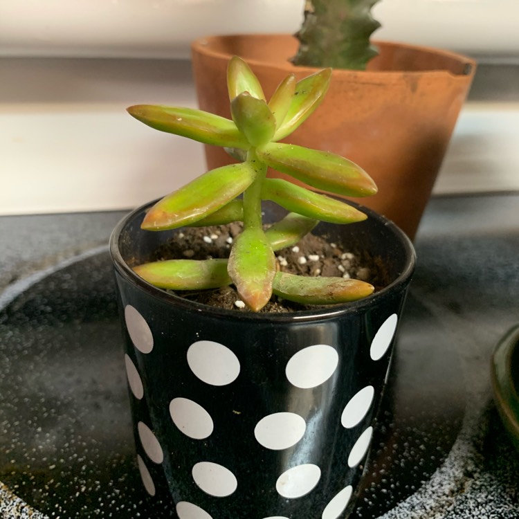 plant image 1416721