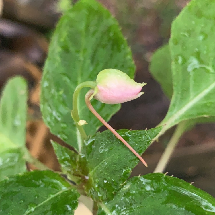 plant image 1420247
