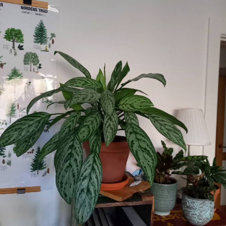 plant image 1514884