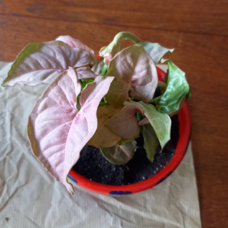Plant image Syngonium 'Strawberry'
