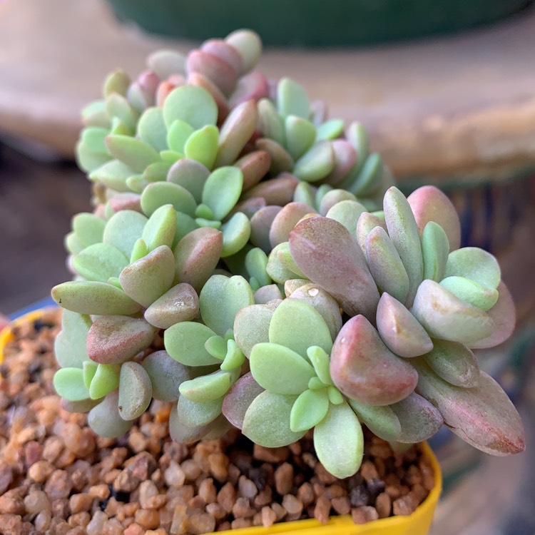 Plant image Echeveria Manaudes