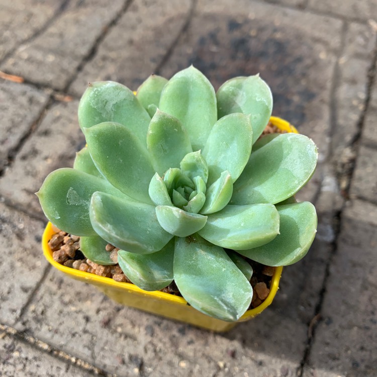 Plant image Echeveria Schichi-Kuksi