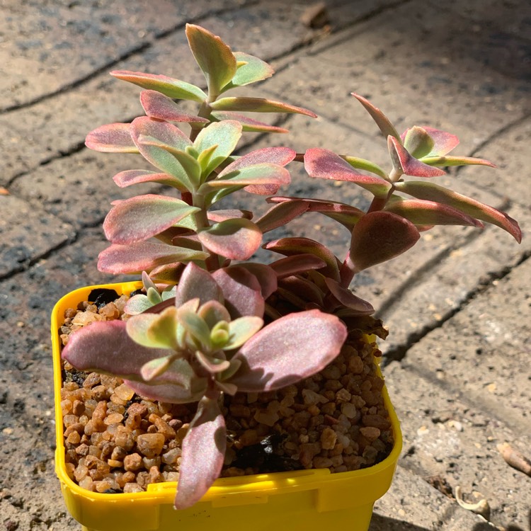 Plant image Sedum 'Wildfire'