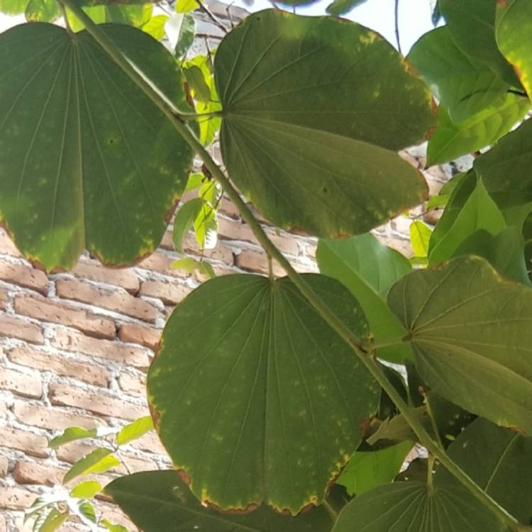 Plant image Bauhinia forficata