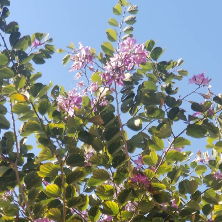 Plant image Bauhinia forficata