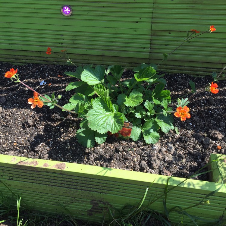 plant image 704127